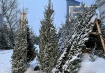 В Барнауле 21 января 2023 года будут принимать новогодние деревья на переработку