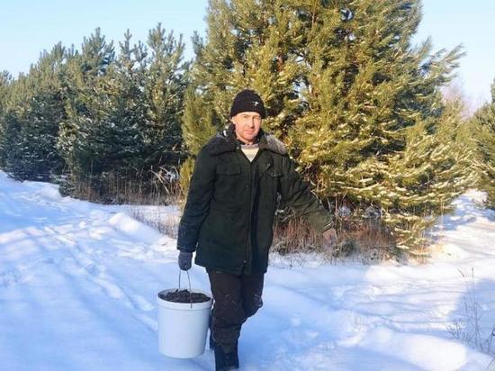 В Пензенской области приступили к заготовке шишек для лесовосстановления