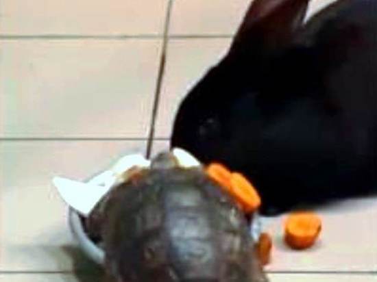 В зоопарке Липецка черепаха украла капусту у символа 2023 года
