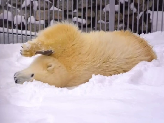 «Норникель» решил поддержать финансово спасенного в Красноярском крае белого медведя