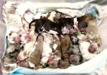 В Екатеринбурге собака породы американский булли родила сразу 17 щенков