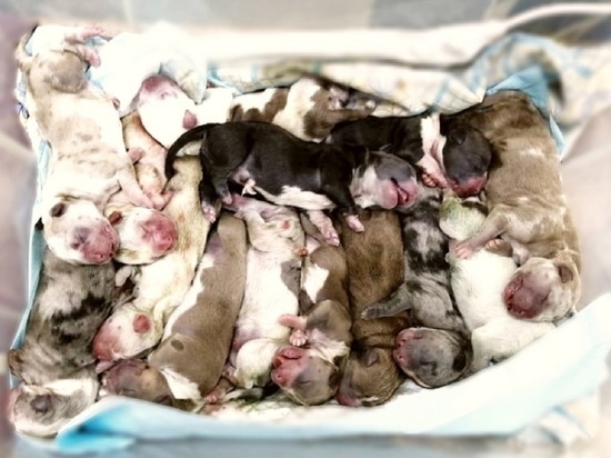 В Екатеринбурге собака новой породы американский булли родила 17 щенков