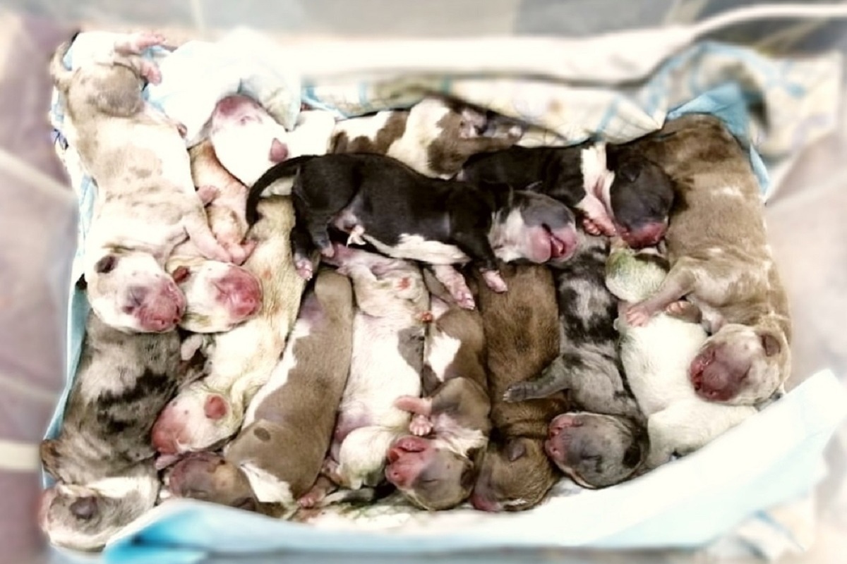 фото рожденных щенков
