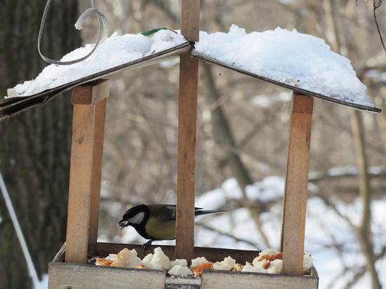 Экологическая акция «Покорми птиц» началась в Люберцах