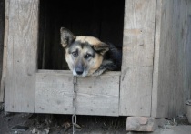 В Академическом районе Екатеринбурга стая собак нападает на местных жителей