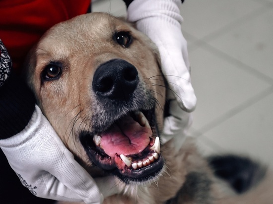 Красноярцы сшили 34 лежанки для больных собак из приюта «Бездомный пес»
