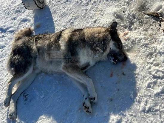 Собаки на Сахалине пострадали от крысиного яда на улице