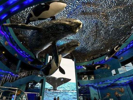 После массовой гибели дельфинов в Приморском океанариуме сменили директора