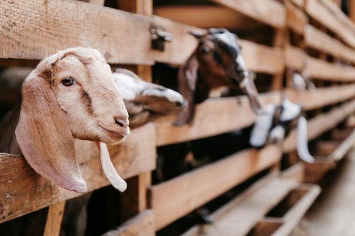 коровник фасад. молочная ферма черный лис чехов. а-ферма экоотель. Chernomorets fish farm. экофермы.