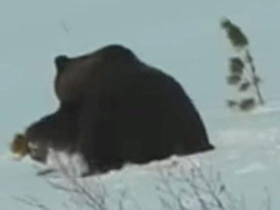 Медведь съел собаку в городском округе Клин