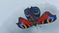 В Воронеже среди декабрьских сугробов летала бабочка