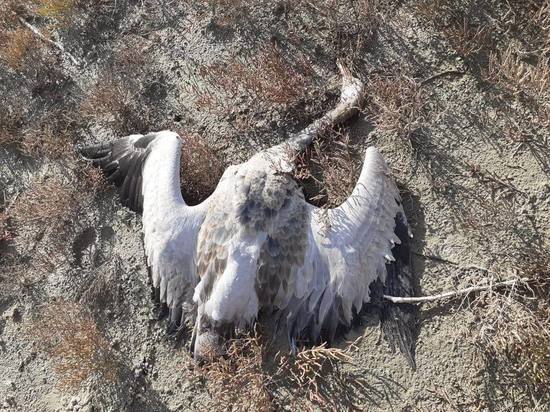 Россельхознадзор: гибель тысяч птиц и животных на Ставрополье вызвана пестицидами
