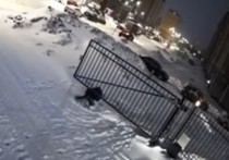 В Чебоксарах автоматические ворота вдавили ребенка лицом в снег
