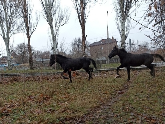 В Донецке ищут хозяина сбежавших лошадей