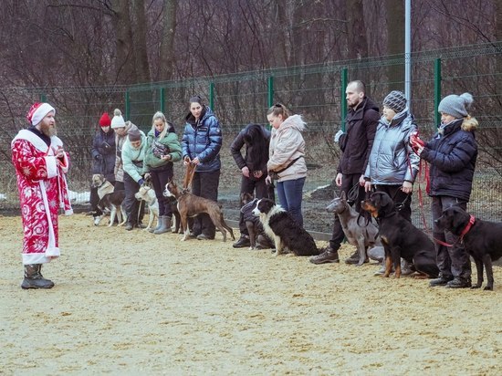 В Центральном парке Воронежа заработала площадка для дрессировки собак