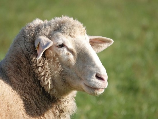 Более 8 млн рублей выделено овцеводам на содержание ягнят