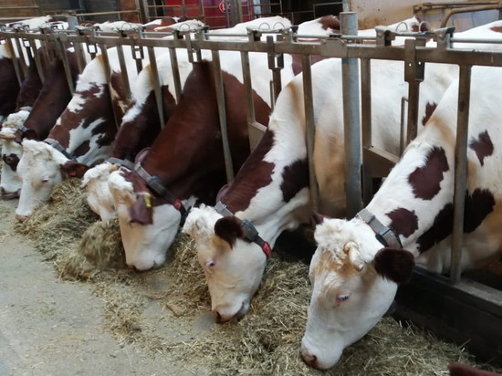 Животноводческий комплекс на 8,5 тысяч голов скота построят в Подмосковье