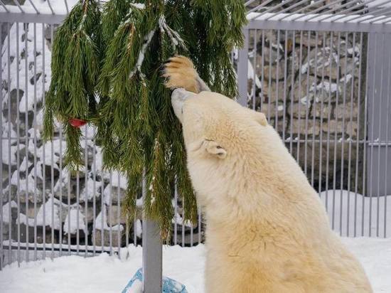 Спасенного в Красноярском крае медведя Диксона поздравили с Новым годом и побаловали вкусняшками