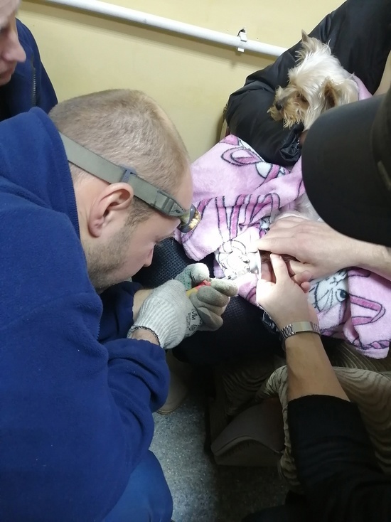 Спасатели Архангельска вытащили застрявшую в раковине собаку