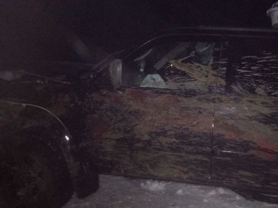 Соцсети: на трассе Салехард — Надым автомобиль врезался в стадо оленей
