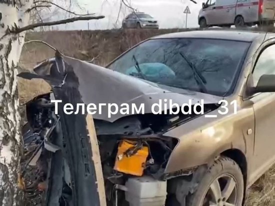В Белгородской области водитель «Тойота Авенсис» влетел в дерево