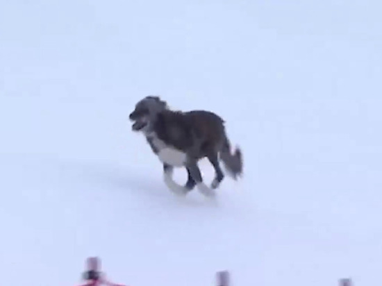 В Италии собака прервала этап Кубка мира по горнолыжному спорту