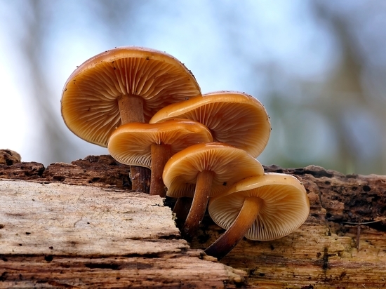 Жители Липецкой области собирают в зимнем лесу грибы