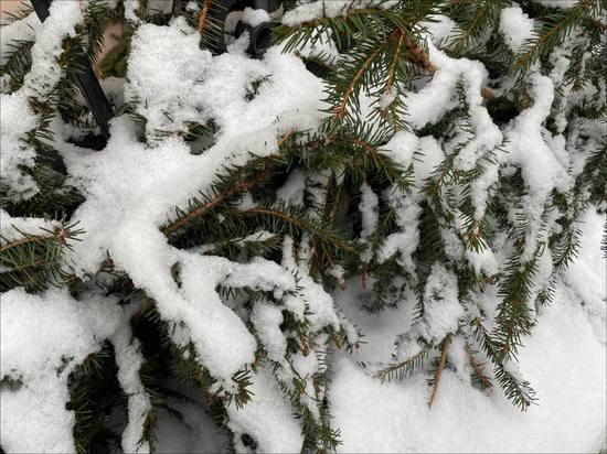 Снегопад вернется в Ленобласть 3 января