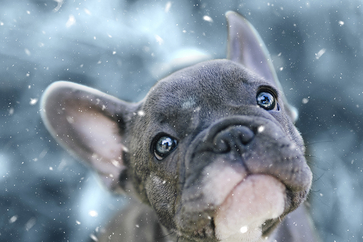 Вьюга, снежинка, метель и елка: кинологи назвали самые популярные зимние клички собак