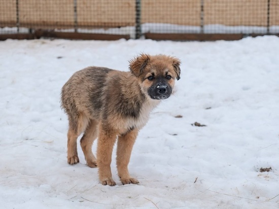 Кинологи рассказали волгоградцам о самых популярных зимних собачьих кличках