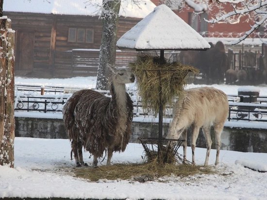 Калининградский зоопарк ждет гостей 5 января на новогодние мероприятия