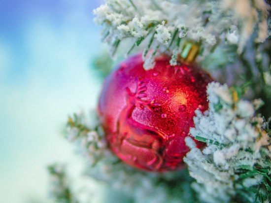 Зоосад «Приамурский» имени Сысоева объявил о сборе новогодних елок