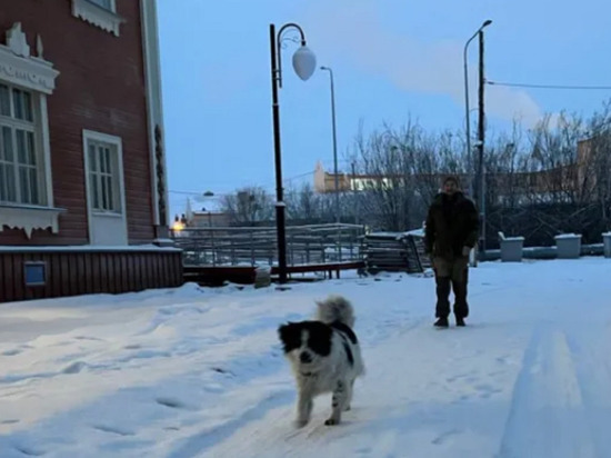 Бродячий пес из Салехарда уедет с рабочими в Пермь после восстановления школы 501-ой стройки