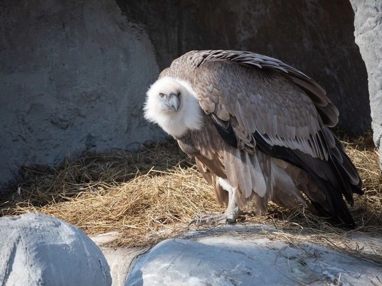 Калининградский зоопарк поделился планом мероприятий на 6 января