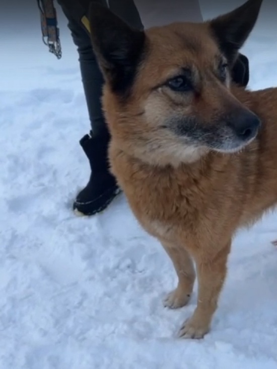 Спасатели Ярославля ищут дом собаке, которую выловили из полыньи