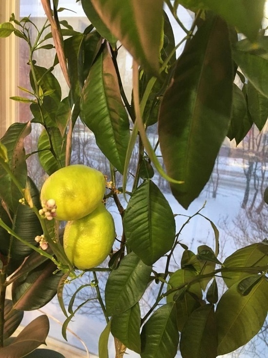 В сети появилось фото лимонов из администрации Оленегорска