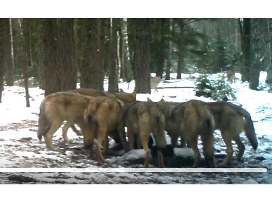 В заповеднике &#34;Брянский лес&#34; заметили большую свору волков