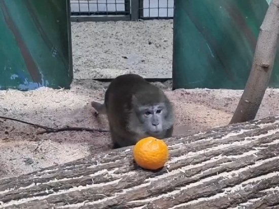 В Ярославском зоопарке Дед Мороз угостил зверей мандаринами