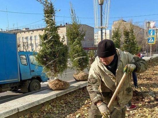 Деревьев и кустарников посажено больше, чем годом ранее