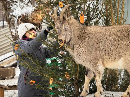 Животные из «Роева ручья» поблагодарили жителей Красноярского края за подаренные елки и пихты