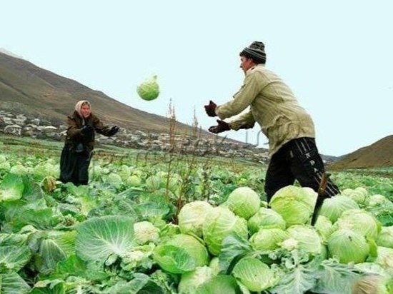 Дагестан вырастил рекордный урожай капусты