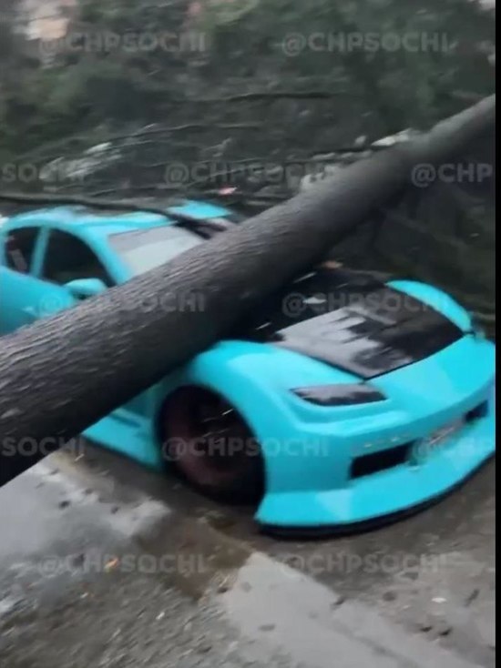 На автомобиль в Сочи упало дерево