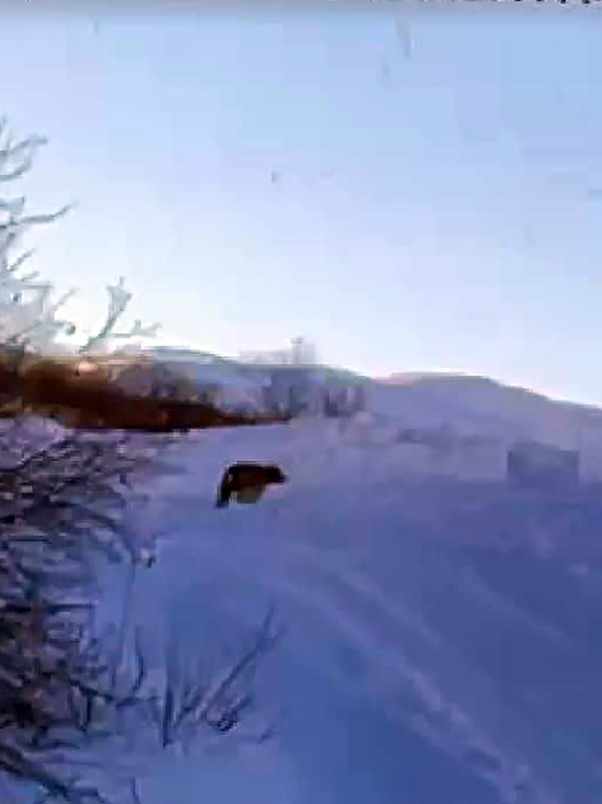 На Камчатке вблизи вулкана бродит медведь-шатун