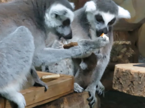 Новорожденный лемур из Новосибирского зоопарка попал на видео