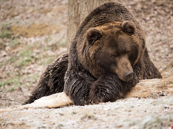 Ограничения на год ввели в Порховском районе из-за больного медведя