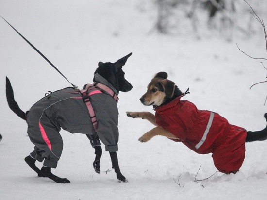 Кинолог рассказал, как выгуливать собак в сильный мороз