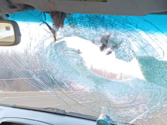 Фазан устроил ДТП в Приамурье