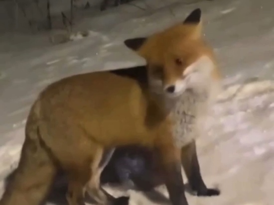 Дикие лисы зачастили в городские округа Подмосковья