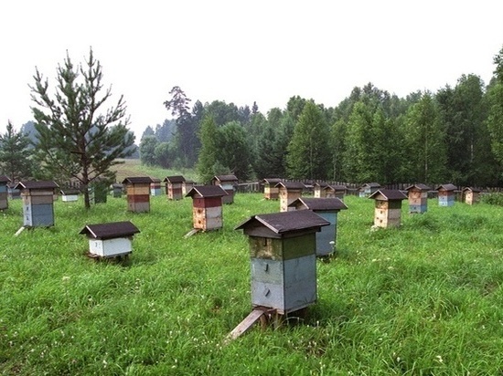 В Костромской области продолжат развивать пчеловодство