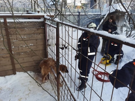 Спасатели освободили собаку, застрявшую в вольере при побеге из приюта в Подмосковье
